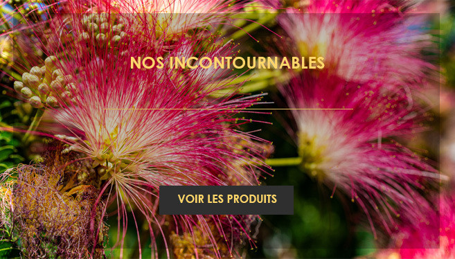Nos incontournables